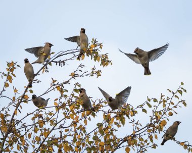 Bir kış bir uçuşta waxwings sürüsü huş ağacı, Perth İskoçya