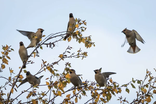 Troupeau Ailes Cire Vol Bouleau Hiver Perth Écosse — Photo