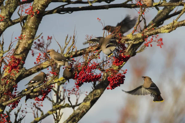 Epilation Cire Sur Rowan Avec Des Baies Rouges Perth Ecosse — Photo