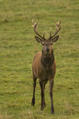 Erkeklere özel kızıl geyik alanında Scotland, İngiltere