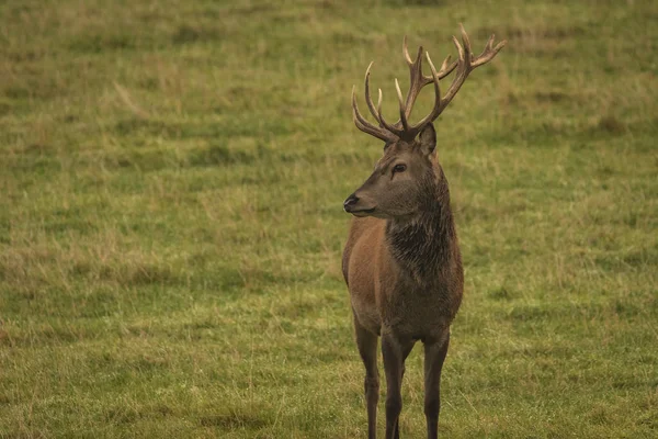 Cerf Rouge Cerf Dans Champ Ecosse Royaume Uni — Photo