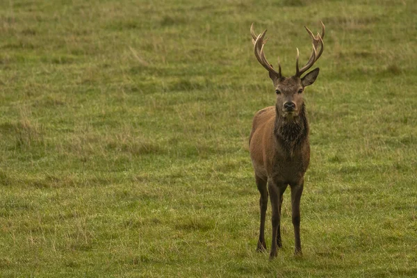 Cerf Rouge Cerf Dans Champ Ecosse Royaume Uni — Photo