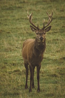 Erkeklere özel kızıl geyik alanında Scotland, İngiltere