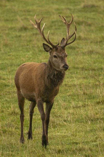 Hert Edelhert Veld Schotland Verenigd Koninkrijk — Stockfoto