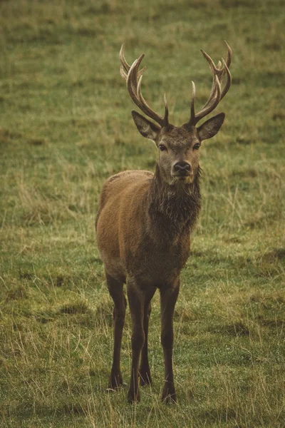 Stag Red Deer Field Scotland — Stock Photo, Image