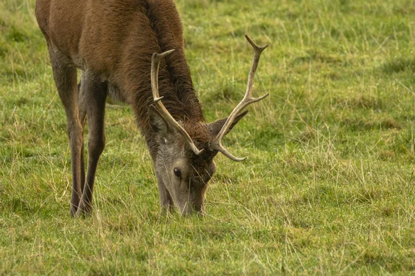 Cerf Rouge Cerf Dans Champ Ecosse Royaume Uni — Photo