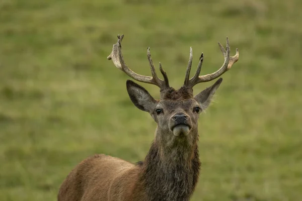 Cerf Rouge Cerf Dans Champ Ecosse Royaume Uni — Photo