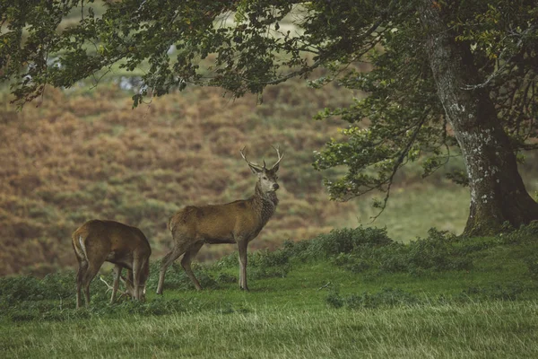 Rothirsch Herbst Wald Schottland — Stockfoto