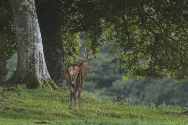 Ciervo Rojo Ciervo Bosque Escocia Otoño Reino Unido —  Fotos de Stock