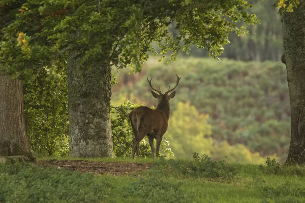 Red Deer Stag Woodland Scotland Autumn — Stock Photo, Image