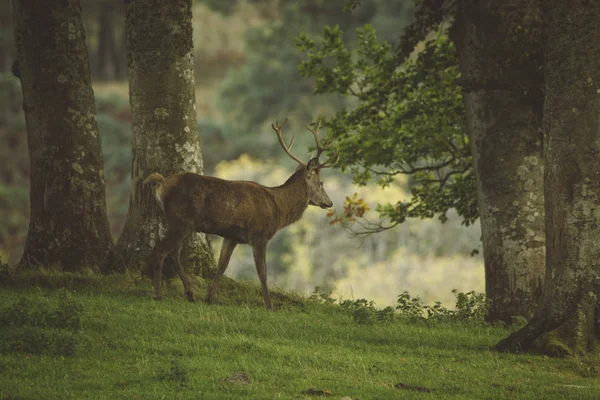 Ciervo Rojo Ciervo Bosque Escocia Otoño Reino Unido —  Fotos de Stock