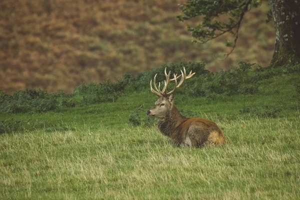 Cerf Rouge Cerf Dans Champ Ecosse Royaume Uni — Photo