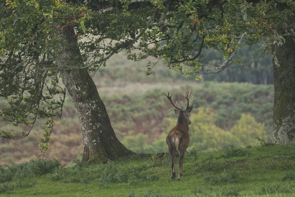 Олень Лесу Шотландии Осенью Великобритания — стоковое фото