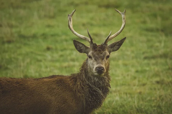 Stag Red Deer Field Scotland Royalty Free Stock Images