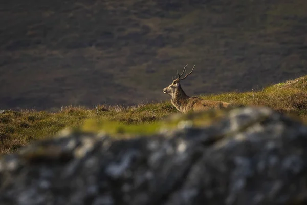 Erkek Kızıl Geyik Geyik Skoçya Highlands Ngiltere — Stok fotoğraf