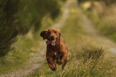 Kırsal kesimde, İskoçya İngiltere dışında çalışan hafif kahverengi springer spaniel