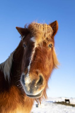 Yakın çekim kahverengi İzlanda at karda, İzlanda