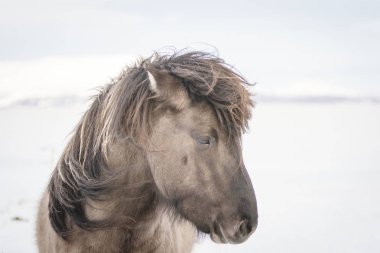 Kahverengi İzlanda at karda, İzlanda