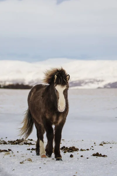 Brown Icelandic Horse Snow Iceland — Stock Photo, Image