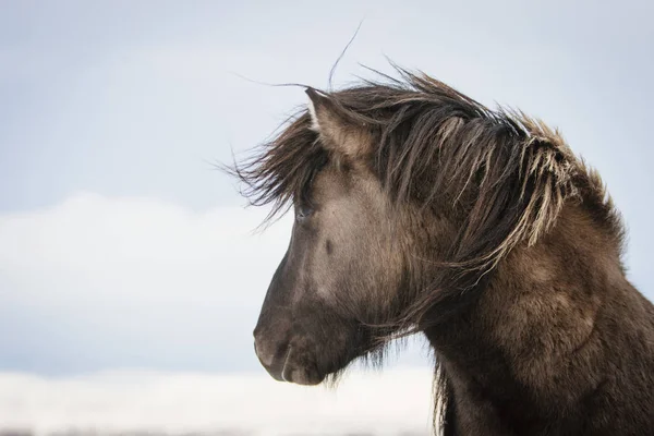 Caballo Marrón Islandés Nieve Islandia —  Fotos de Stock