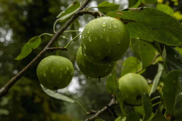 Pommes Vertes Sur Une Branche Avec Des Gouttes Eau Prêtes — Photo
