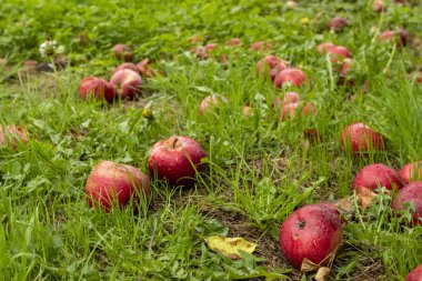 Çimenlerin üzerinde kırmızı elma elma ağacı, Somerset İngiltere'den aşağı düşmüş