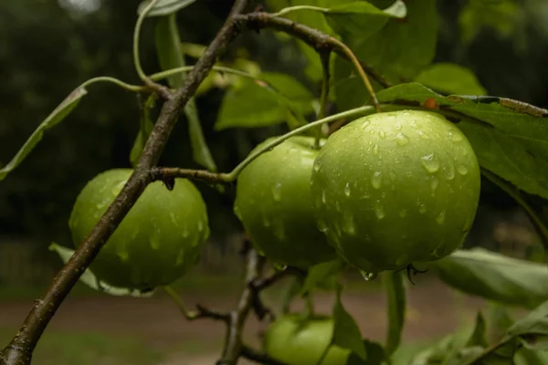 Gröna Äpplen Gren Med Vattendroppar Redo För Skörd Somerset Storbritannien — Stockfoto