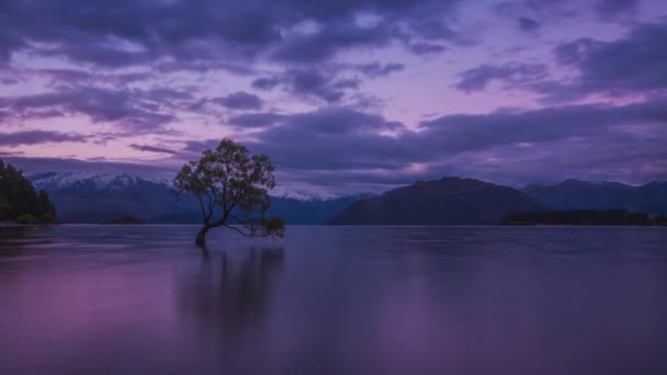Timelapse Wanaka Ağacında Yeni Zelanda Akşam Dünyanın Çok Fotoğrafı Çekilen — Stok video