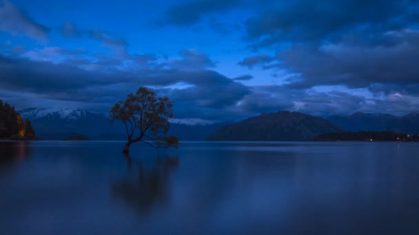 Wanaka Дерево Вечернее Время Темнеет Одно Самых Известных Сфотографированных Деревьев — стоковое видео