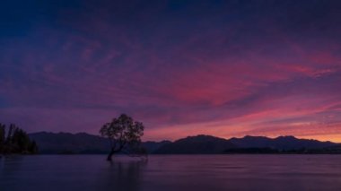 Yeni Zelanda erken sabah ünlü Wanaka ağacının Timelapse. Popüler turistik ve Yeni Zelanda en çok fotoğrafı çekilen ağacında.