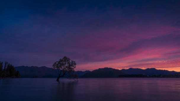 Wanaka Drzewa Nowej Zelandii Ogniste Nieba Wczesnym Rankiem Podczas Sunrise — Wideo stockowe
