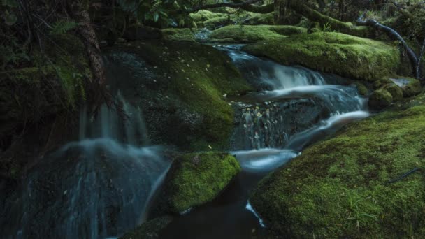 緑豊かな熱帯雨林のカスケードと小さな水の流れのタイムラプス ビデオ — ストック動画
