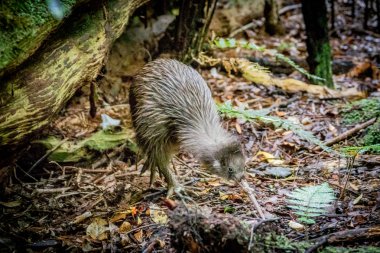 Nadir wild Kiwi kuş Ulva Island, Yeni Zelanda, ormanda yiyecek arama nerede kivi kuş-ebilmek var olmak seen gündüz tek yer. Güney kahverengi kivi, Apteryx Australis.