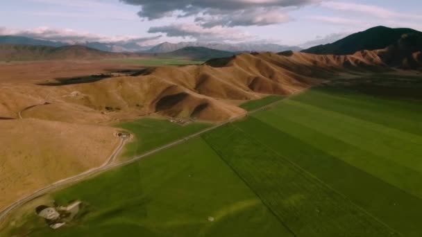 Champs verts en Nouvelle-Zélande — Video