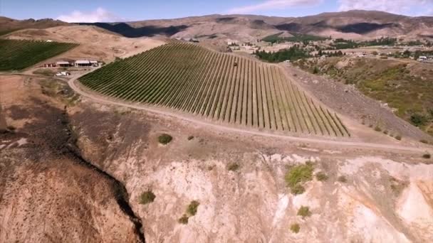 Wijngaard in Nieuw-Zeeland — Stockvideo