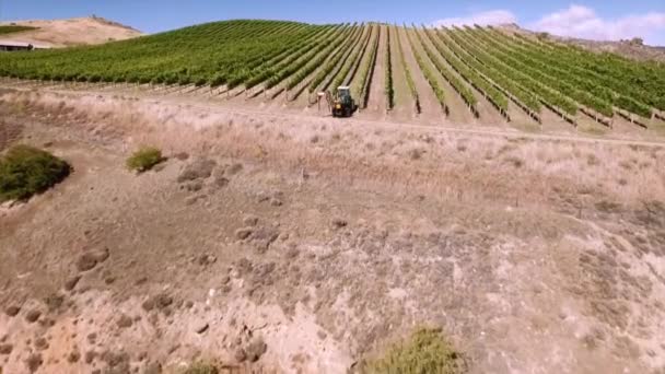 Prachtige wijngaard in Nieuw-Zeeland — Stockvideo