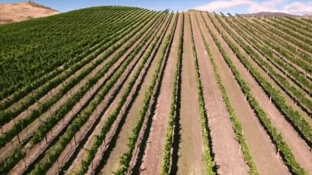 Imágenes aéreas del viñedo — Vídeo de stock