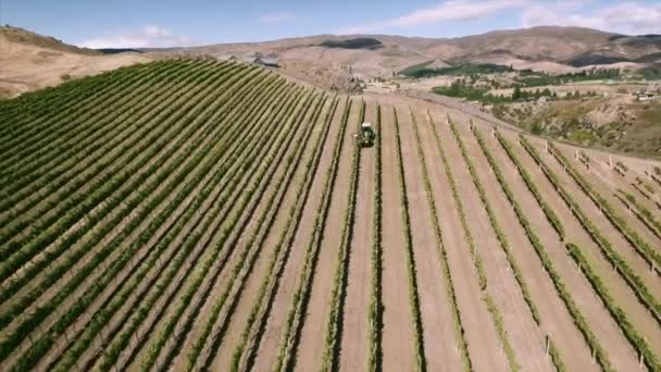 Kebun anggur yang indah — Stok Video