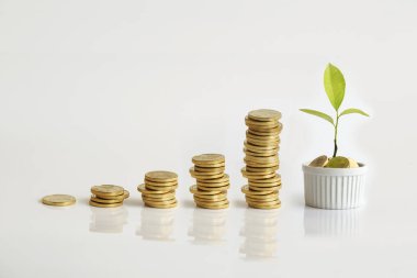 Altın para yığınları artan ve beyaz zemin üzerine tencerede bitki yetiştirme.