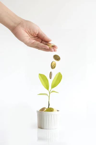 Planta Crecimiento Manual Con Monedas Oro — Foto de Stock