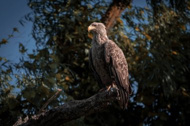 Beyaz kuyruklu kartal (Haliaeetus albicilla), Tuna Deltası'nda en büyük kartal
