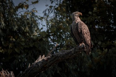 Beyaz kuyruklu kartal (Haliaeetus albicilla), Tuna Deltası'nda en büyük kartal