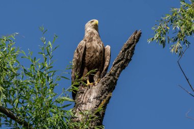 Beyaz kuyruklu kartal (Haliaeetus albicilla), Tuna Deltası'nda en büyük kartal