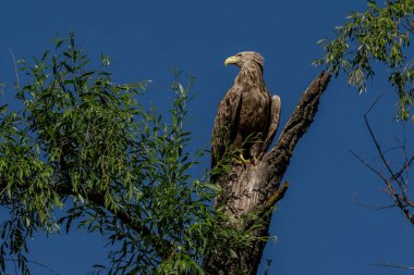 Beyaz kuyruklu kartal (Haliaeetus albicilla), Tuna Deltası'nda en büyük kartal