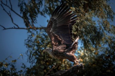 Beyaz kuyruklu kartal (Haliaeetus albicilla), Tuna Deltası'nda en büyük kartal
