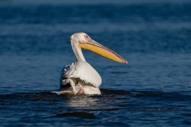 Danube Delta, Romanya'da büyük beyaz pelikan (Pelecanidae)