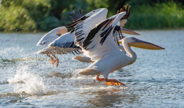 Danube Delta, Romanya. Su üzerinde uçan büyük beyaz pelikan