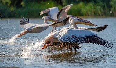 Danube Delta, Romanya. Su üzerinde uçan büyük beyaz pelikan