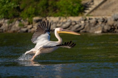 Danube Delta, Romanya. Su üzerinde uçan büyük beyaz pelikan
