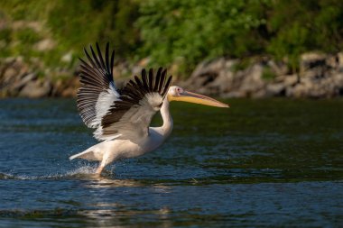 Danube Delta, Romanya. Su üzerinde uçan büyük beyaz pelikan